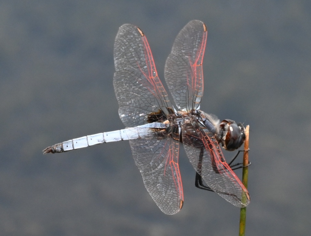 Red-veined Basker