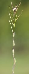 Arabis recta