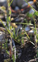 Arabis recta