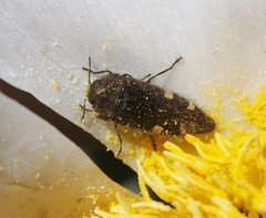 Acmaeodera prorsa