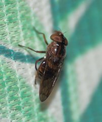 Copestylum chalybescens