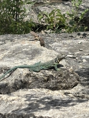 Eastern Collared Lizard