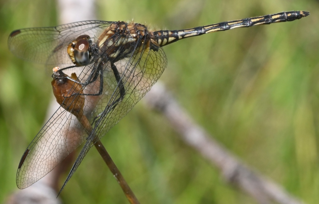 Striped Dropwing