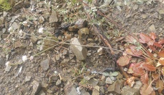 Eriogonum nudum nudum
