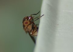 Copestylum chalybescens