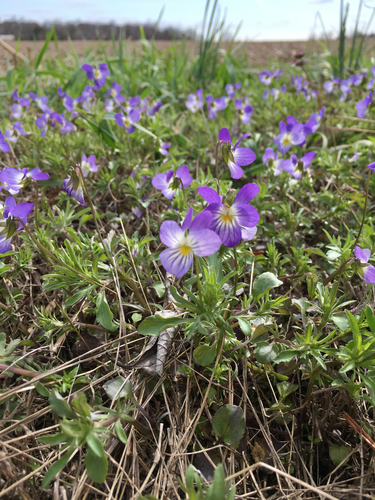 American field pansy