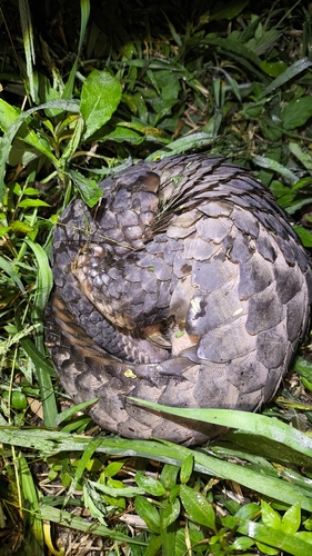 Manis javanica