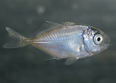 Pseudocaranx
