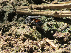 Pygodasis ephippium ephippium