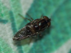 Copestylum chalybescens