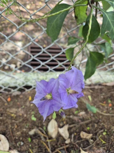 Solanum wendlandii observed 2026-06-14
