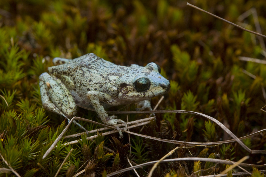 Southern Pastel Frog