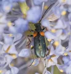 Grammoptera militaris