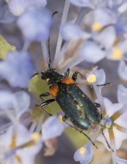 Grammoptera militaris