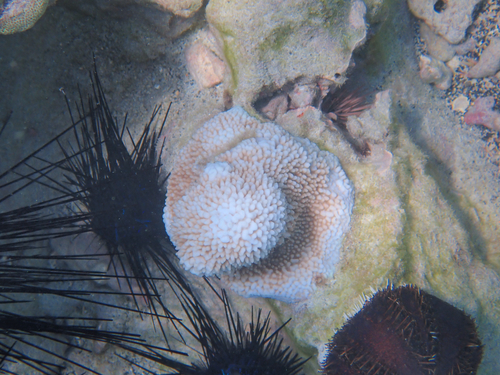 Montipora capitata, 2026-06-20