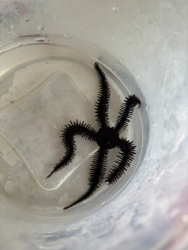 Ophiocoma aethiops observed 2026-06-12