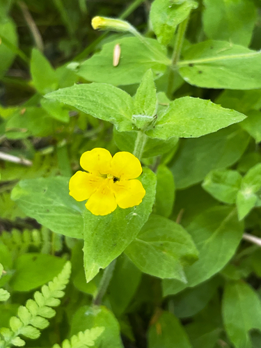 Erythranthe ptilota (Erythranthe ptilota)