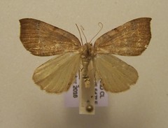 Sestra humeraria