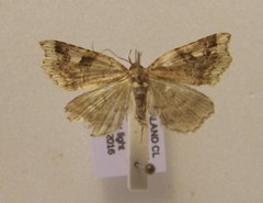 Trigonistis anticlina