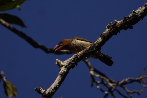 Brown Barbet (Caloramphus fuliginosus), photo 8