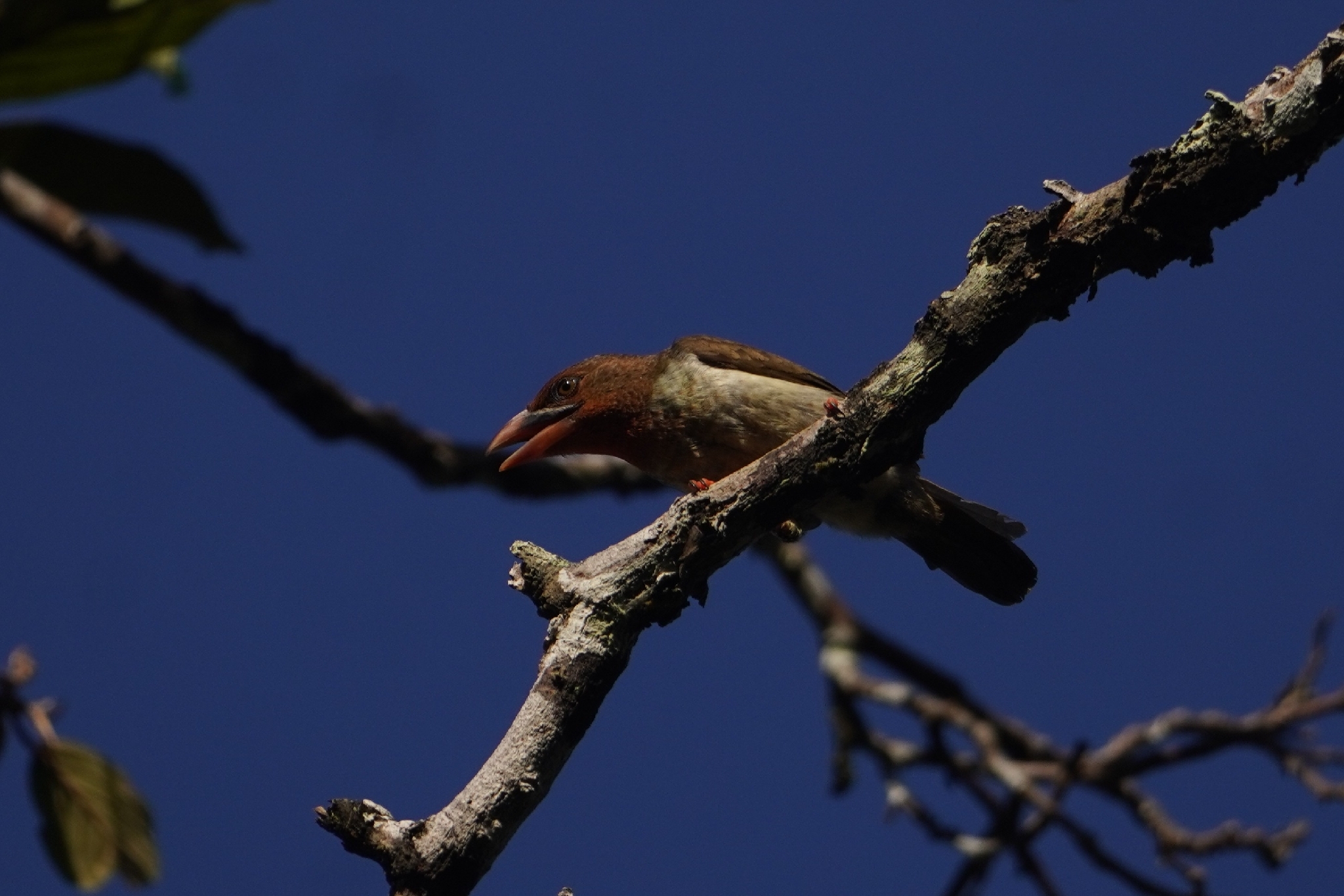 Brown Barbet (Caloramphus fuliginosus), photo 3