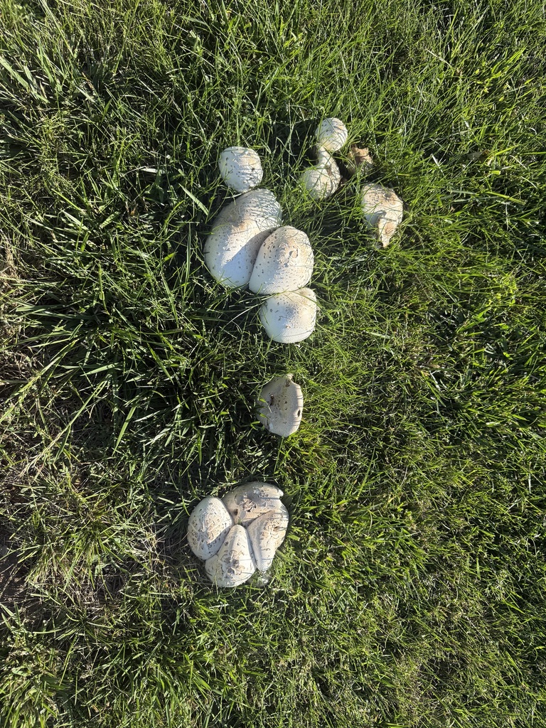 Green-spored Parasol · June 2026 · photo: Photo: (c) lazarus, some rights reserved (CC BY) · iNaturalist