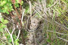Thamnophis elegans