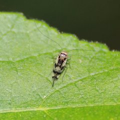 Cerastipsocus trifasciatus