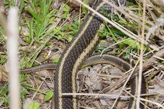 Thamnophis elegans