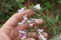 Penstemon laxiflorus