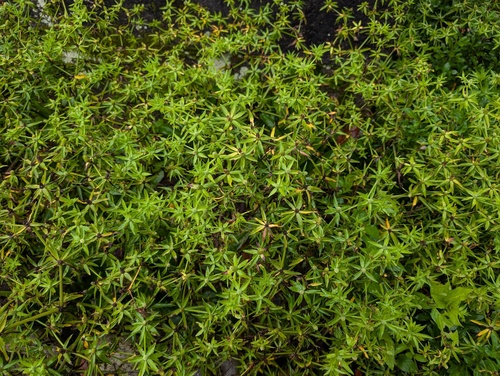 Eryngium foetidum, photograph 2