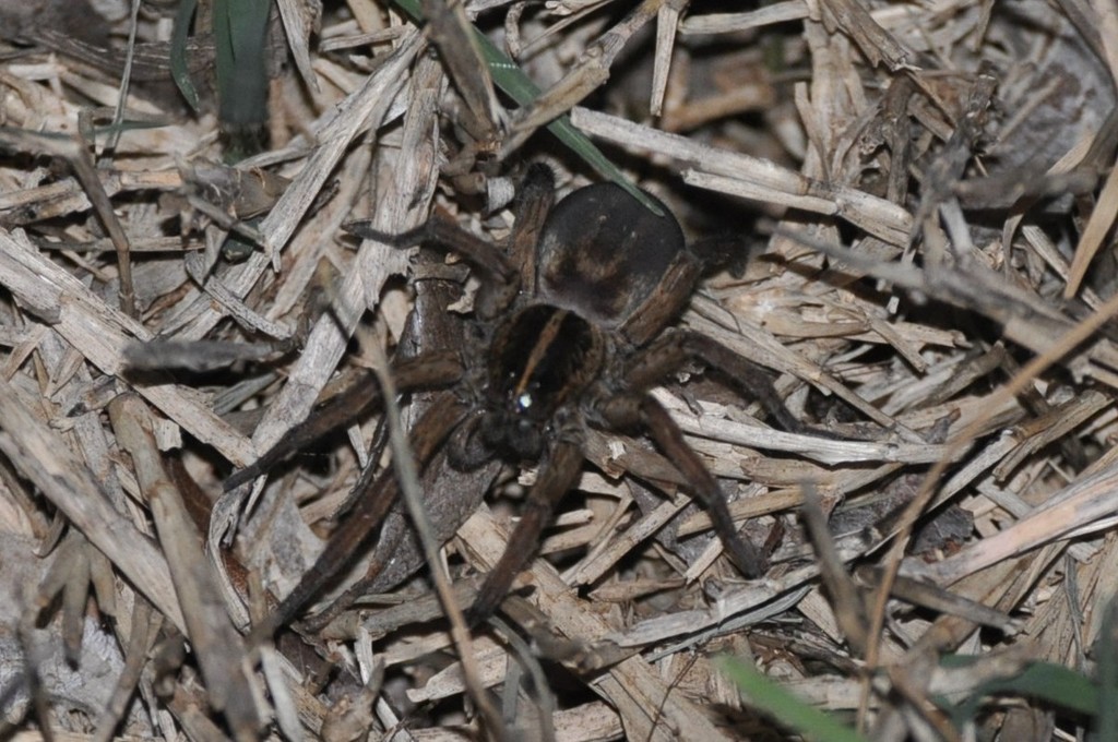 Wetland Giant Wolf Spider from Norman, OK, USA on April 23, 2020 by