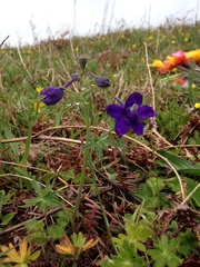 Delphinium menziesii