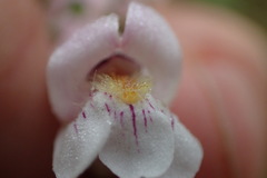 Penstemon laxiflorus