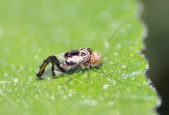 Cerastipsocus trifasciatus