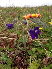 Delphinium menziesii