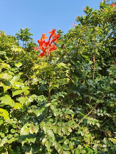 Tecomaria capensis