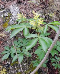 Aesculus pavia flavescens