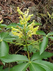 Aesculus pavia flavescens