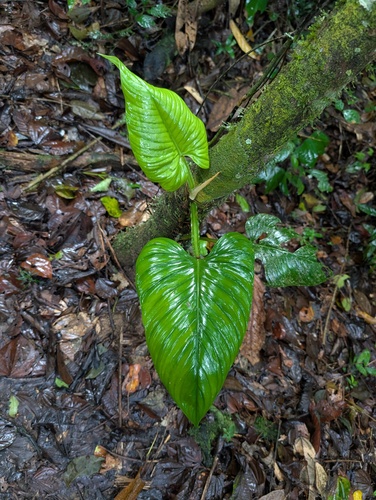 Philodendron ernestii, photograph 5