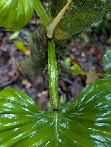Philodendron ernestii, photograph 6