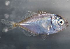 Pseudocaranx