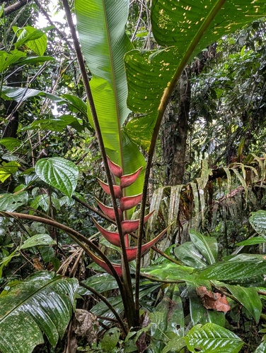 Heliconia orthotricha, photograph 1