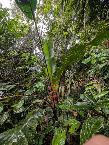 Heliconia orthotricha, photograph 2