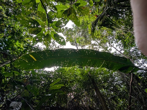 Heliconia orthotricha, photograph 3