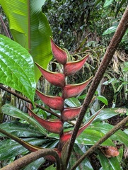 Heliconia orthotricha, photograph Yuri Sofronov, CC BY, iNaturalist via GBIF