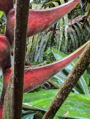 Heliconia orthotricha, photograph Yuri Sofronov, CC BY, iNaturalist via GBIF