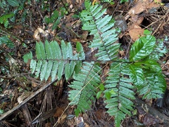 Cuspidate tree fern (Alsophila cuspidata)