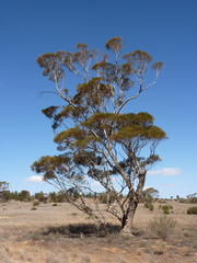 Eucalyptus gracilis