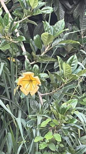 Solandra maxima, 2026-06-14